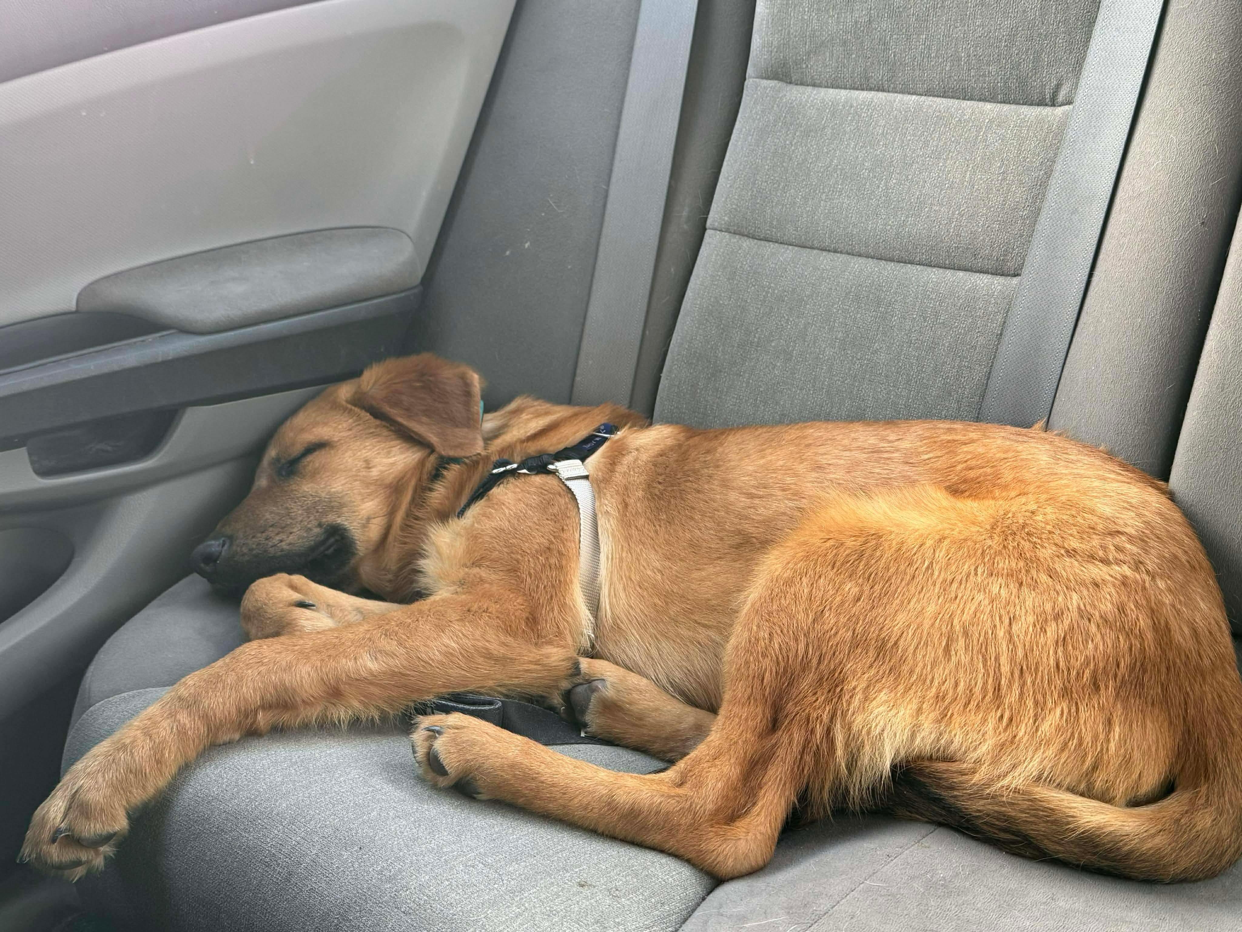 Ramsey , an adoptable Mixed Breed in Argyle, NY image 4/6