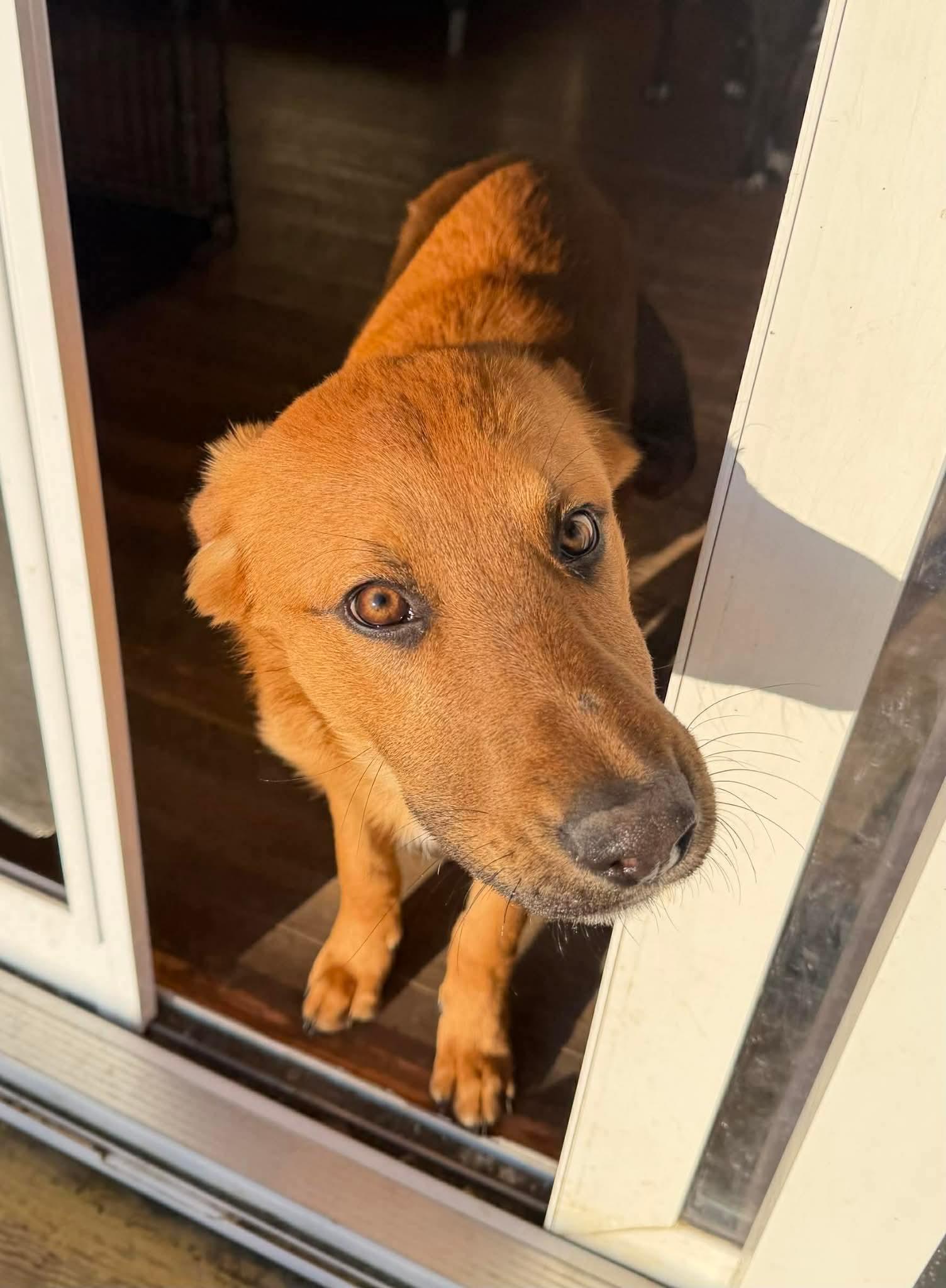 Ramsey , an adoptable Mixed Breed in Argyle, NY image 6/6