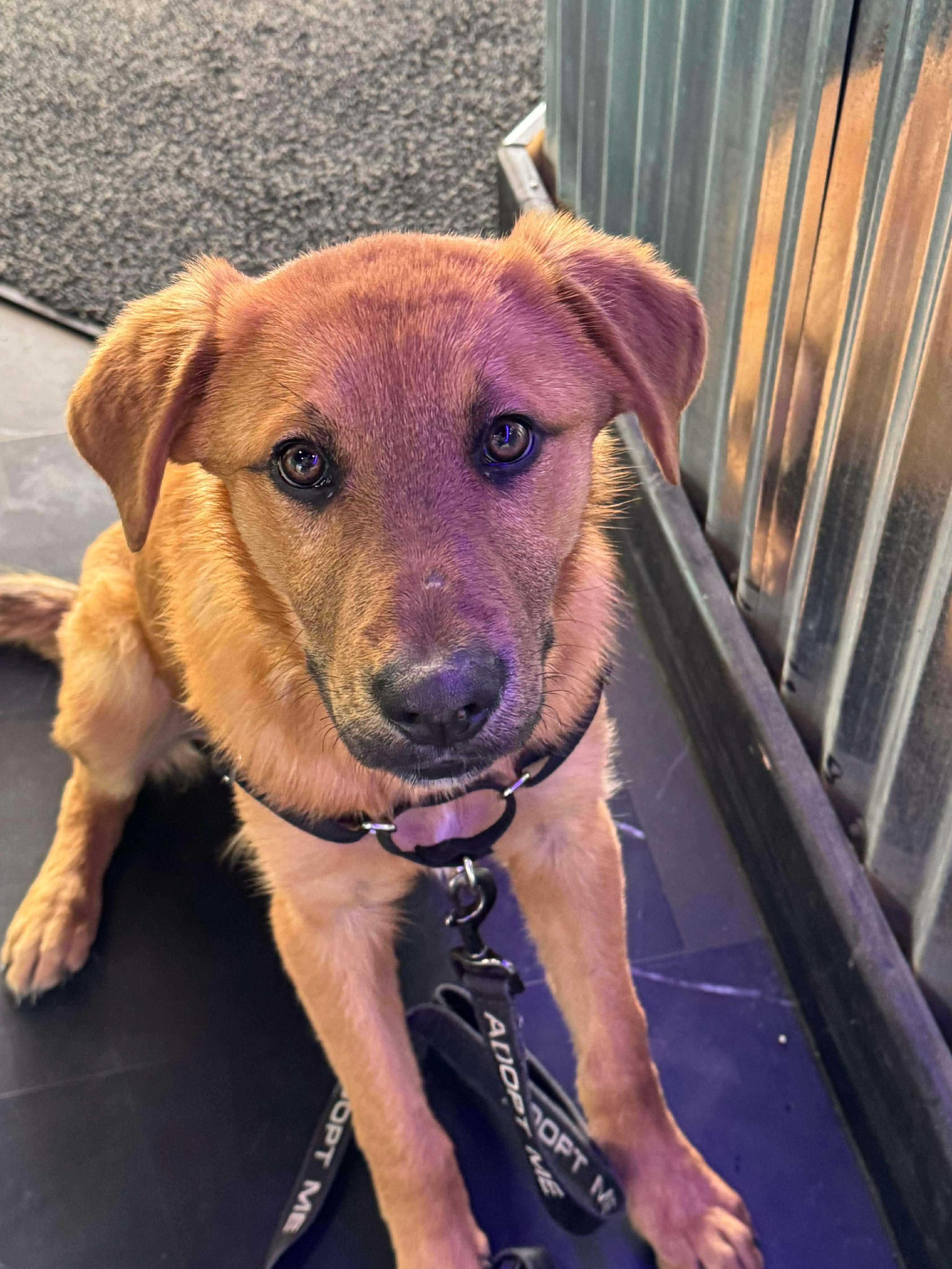 Ramsey , an adoptable Mixed Breed in Argyle, NY image 3/6