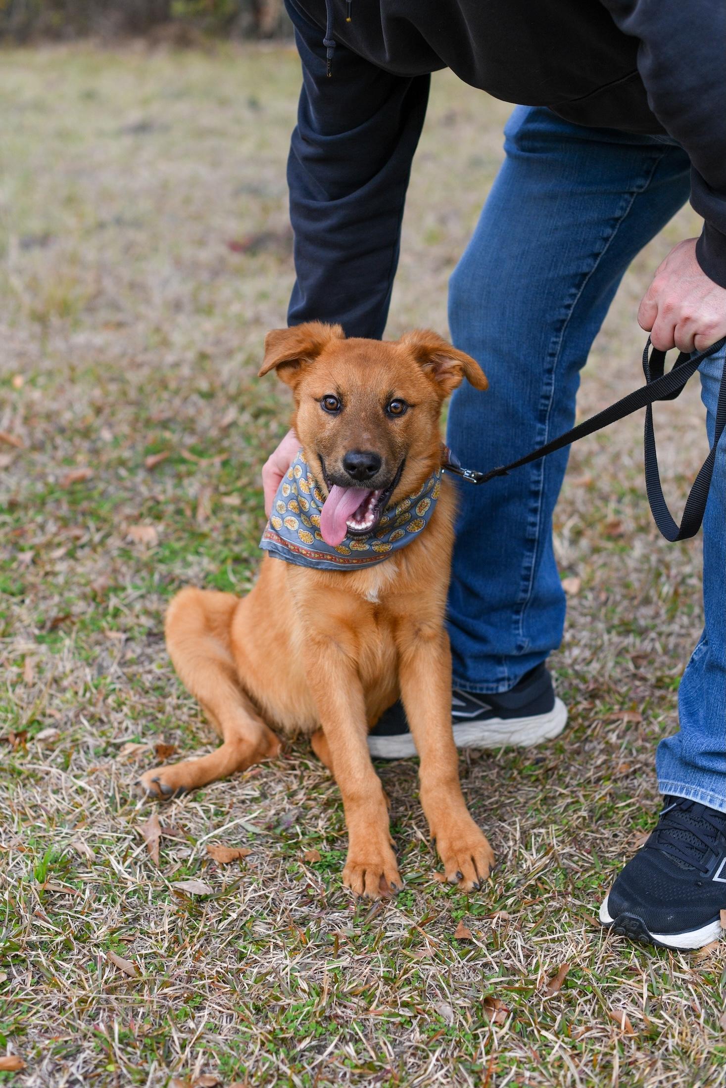 Ramsey , an adoptable Mixed Breed in Argyle, NY image 2/6