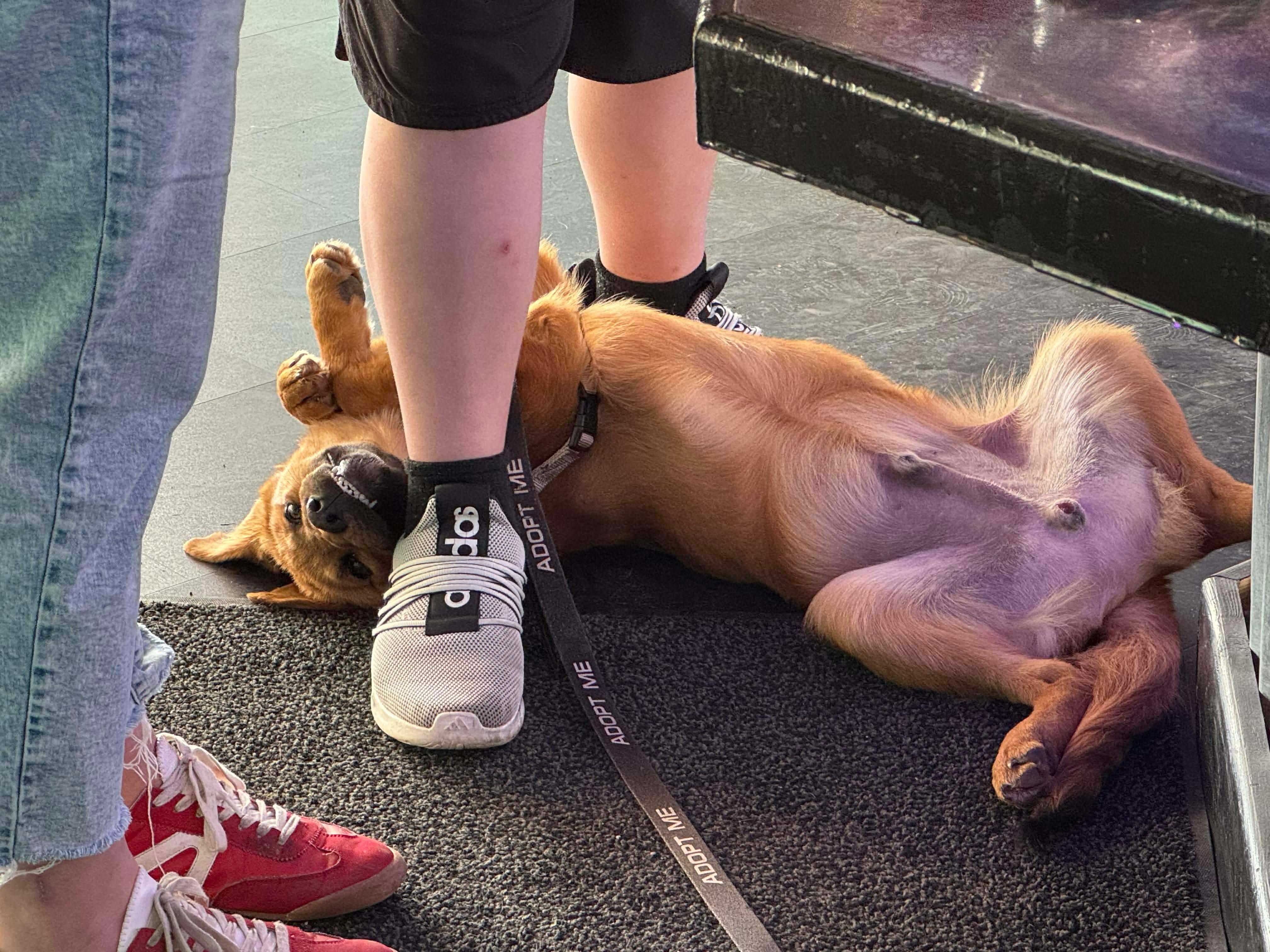 Ramsey , an adoptable Mixed Breed in Argyle, NY image 5/6