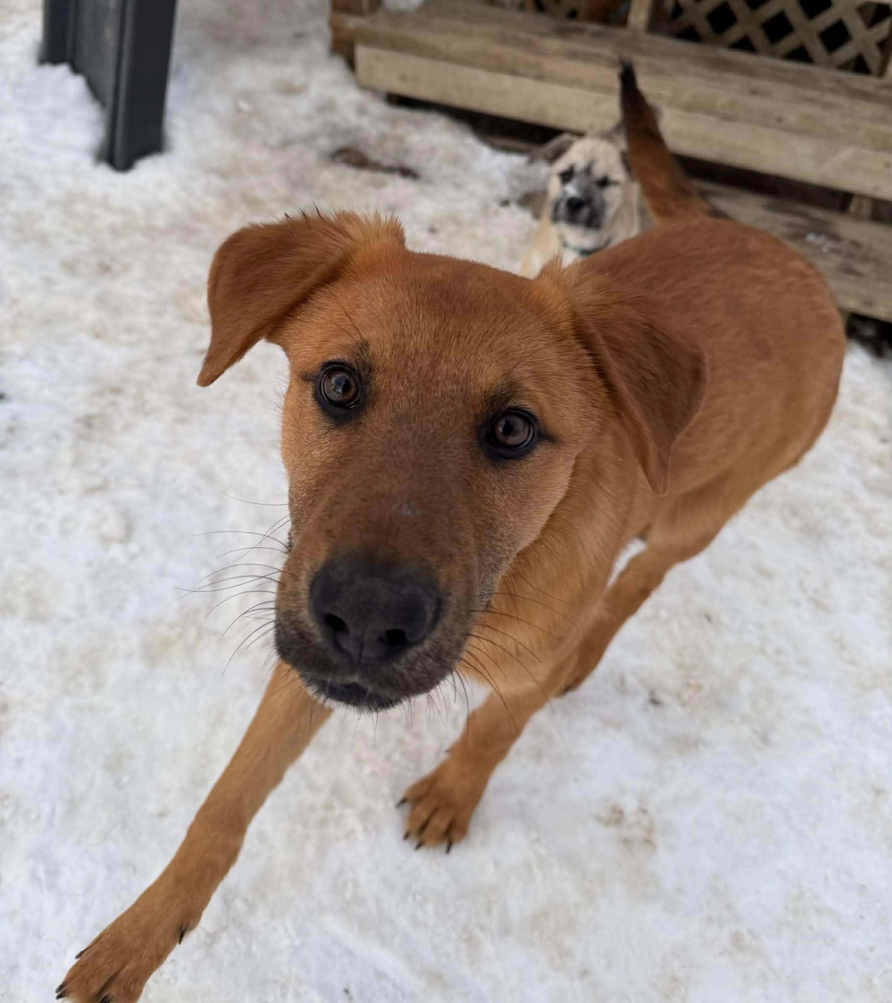 Ramsey , adoptable, Puppy Male Mixed Breed.