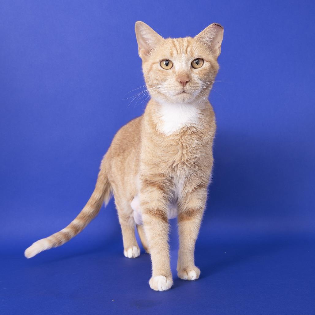 Bella, a Adoptable Domestic Short Hair in Franklin, TN image 1/3