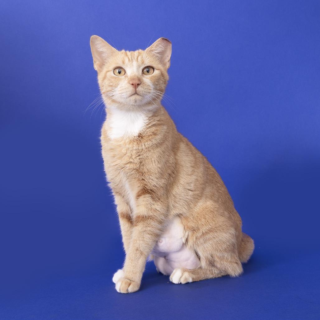 Bella, a Adoptable Domestic Short Hair in Franklin, TN image 2/3