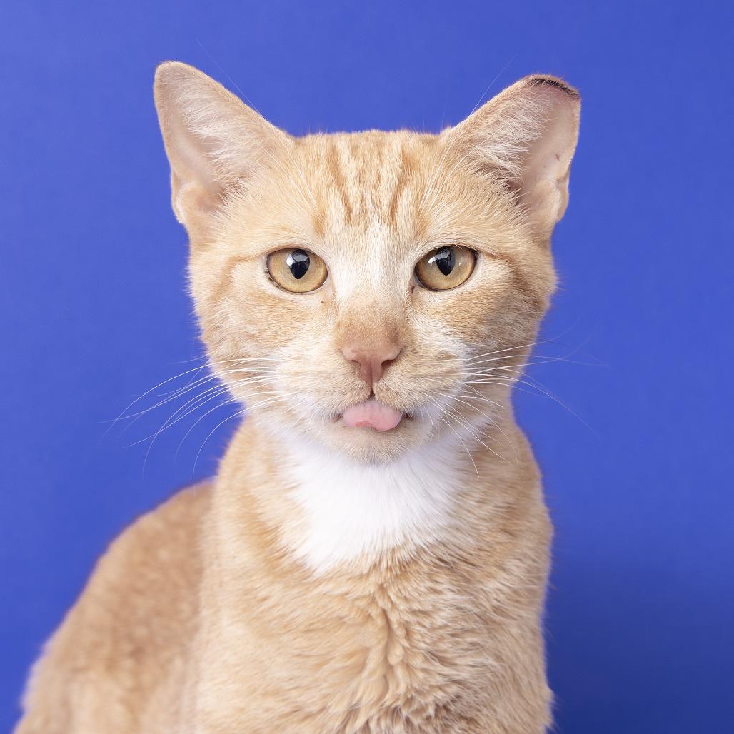 Bella, a Adoptable Domestic Short Hair in Franklin, TN image 3/3