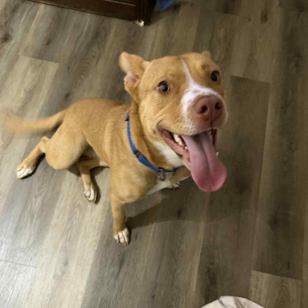 CeeCee, Adoptable, Adult Female American Staffordshire Terrier & Labrador Retriever.