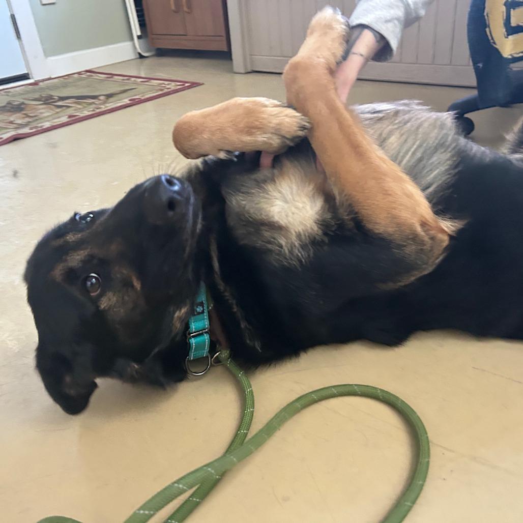 Ali (26-043), a Adoptable German Shepherd Dog in New Ringgold, PA image 1/6