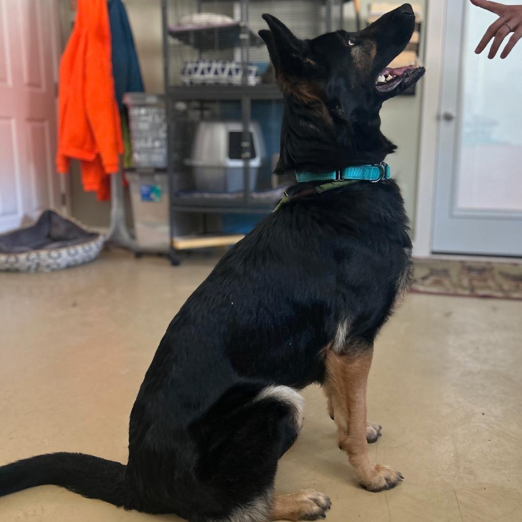 Ali (26-043), a Adoptable German Shepherd Dog in New Ringgold, PA image 4/6