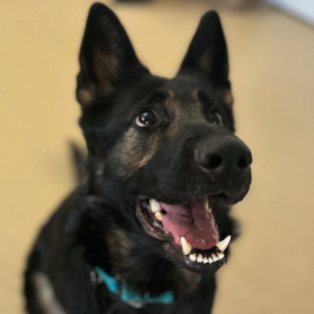 Ali (26-043), a Adoptable German Shepherd Dog in New Ringgold, PA image 6/6