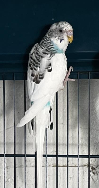 Enlarge Nio, a Adoptable mixed breed in Simcoe, ON image 1/1