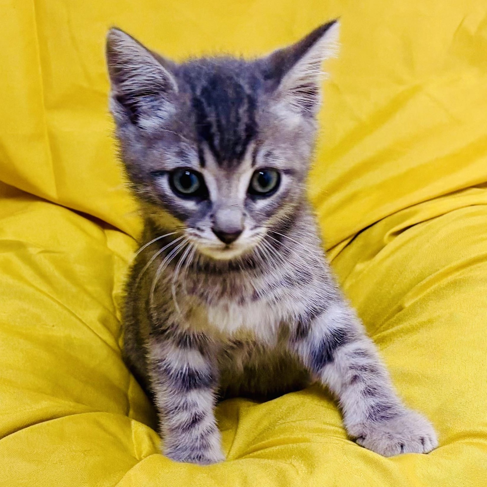 Tiger, adopted, Kitten Male Tabby.
