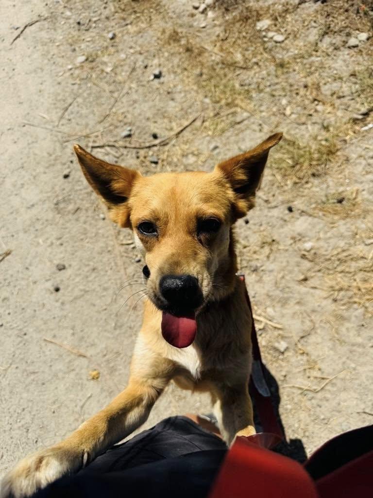 Dorita, Adoptable, Adult Female Mixed Breed.