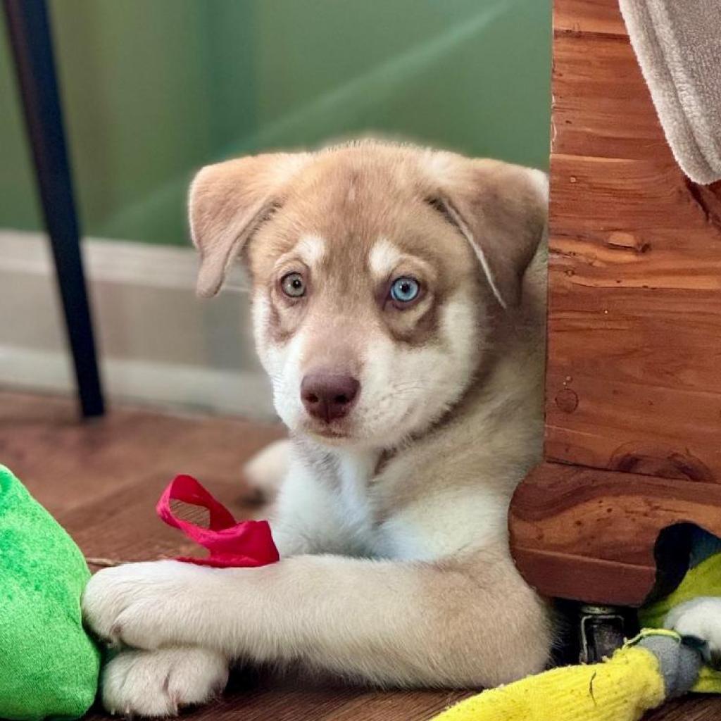 Enlarge Walleye, a Adoptable mixed breed in Goodlettsville, TN image 4/6