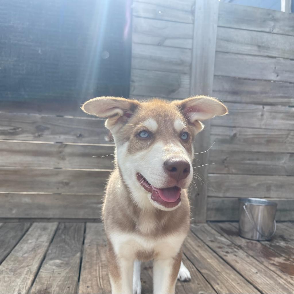 Enlarge Walleye, a Adoptable mixed breed in Goodlettsville, TN image 5/6