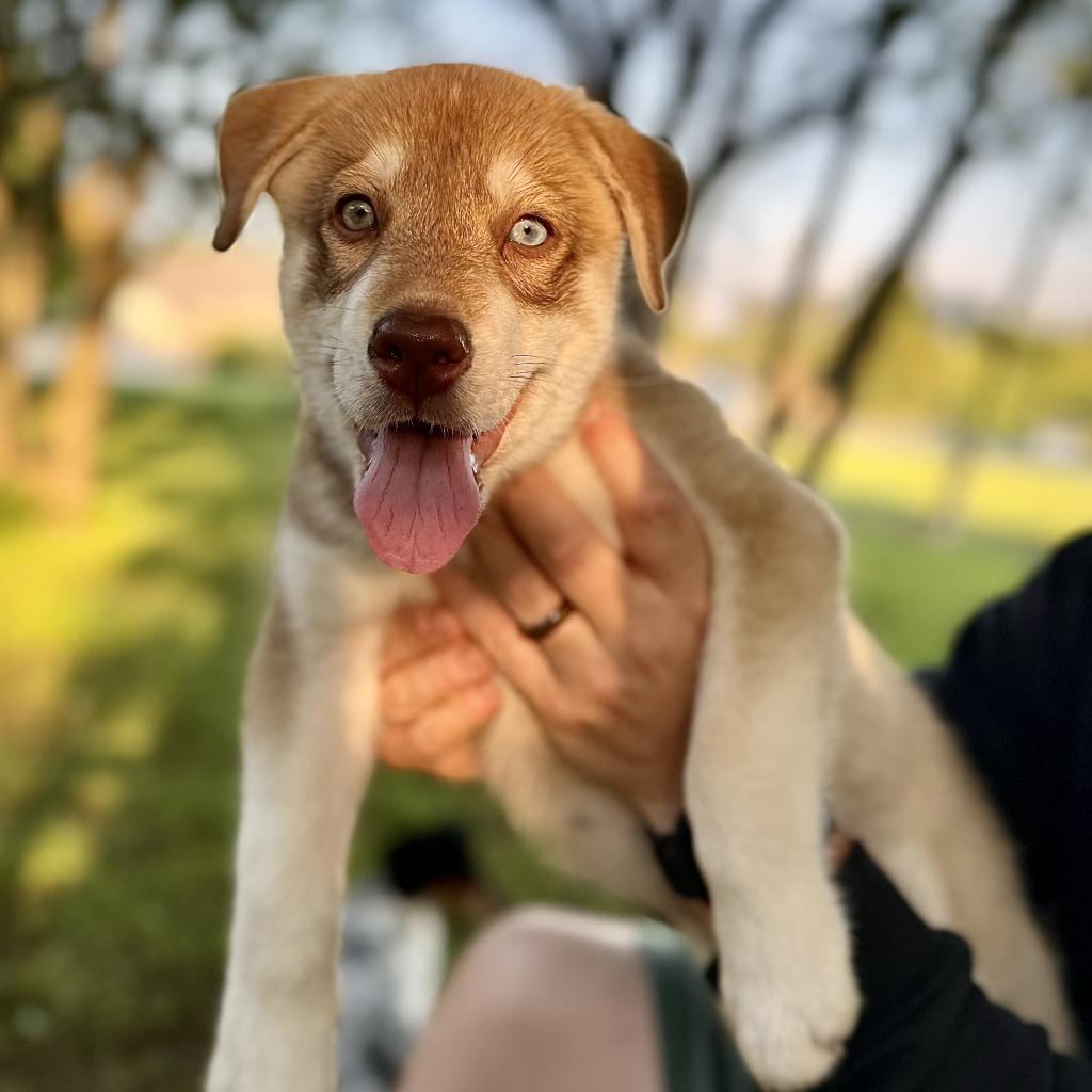 Enlarge Walleye, a Adoptable mixed breed in Goodlettsville, TN image 6/6