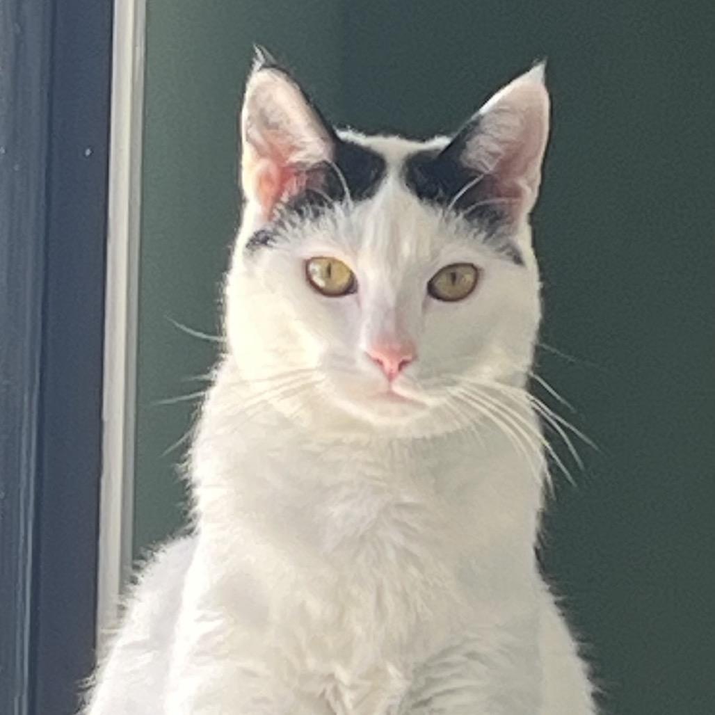 Hunter, Young Male Domestic Short Hair