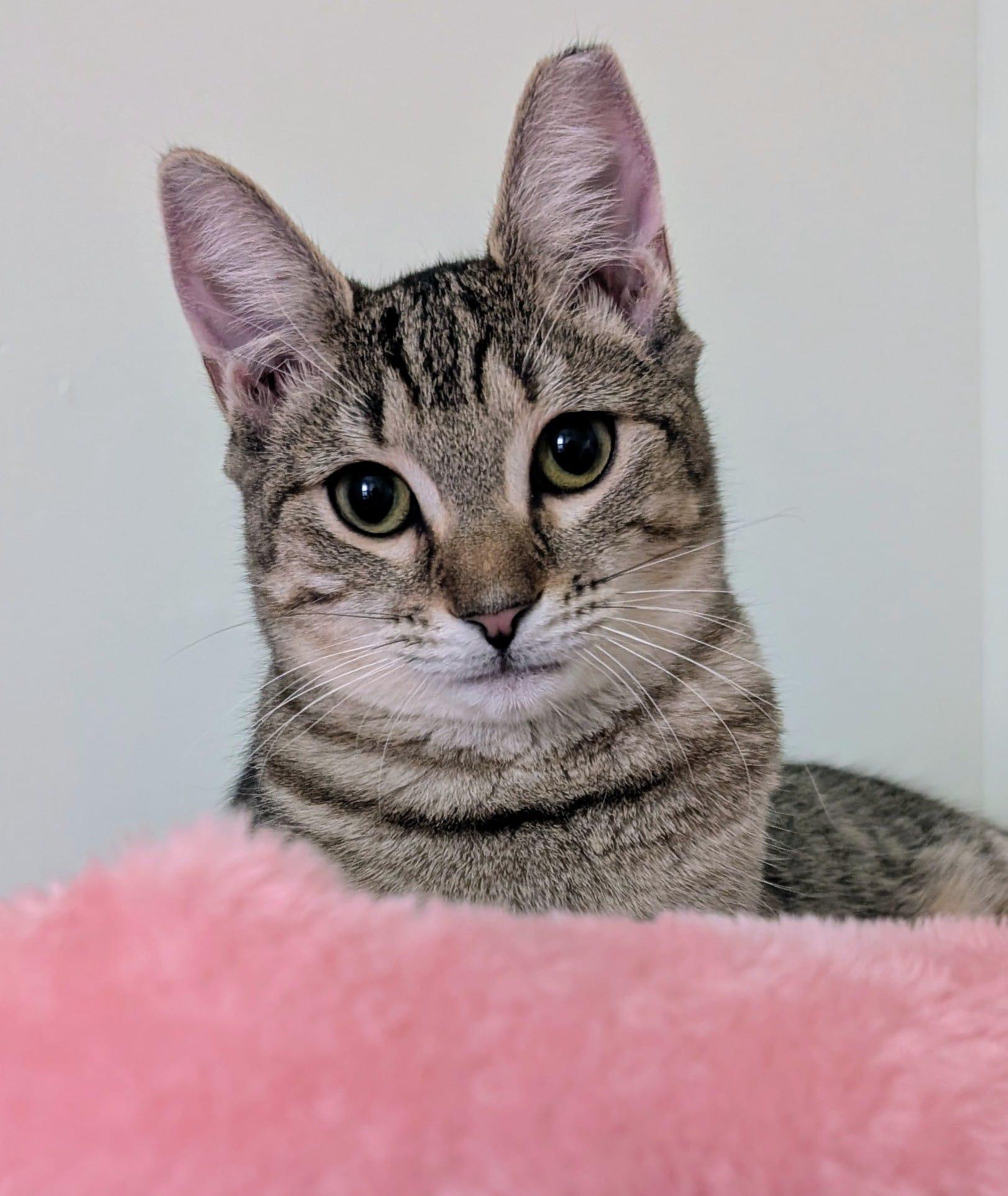 Hula, a Adoptable Domestic Short Hair in Rochester, NY image 1/5