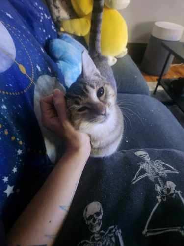 Hula, a Adoptable Domestic Short Hair in Rochester, NY image 3/5