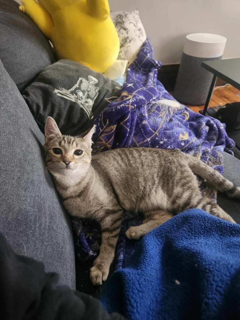 Hula, a Adoptable Domestic Short Hair in Rochester, NY image 4/5