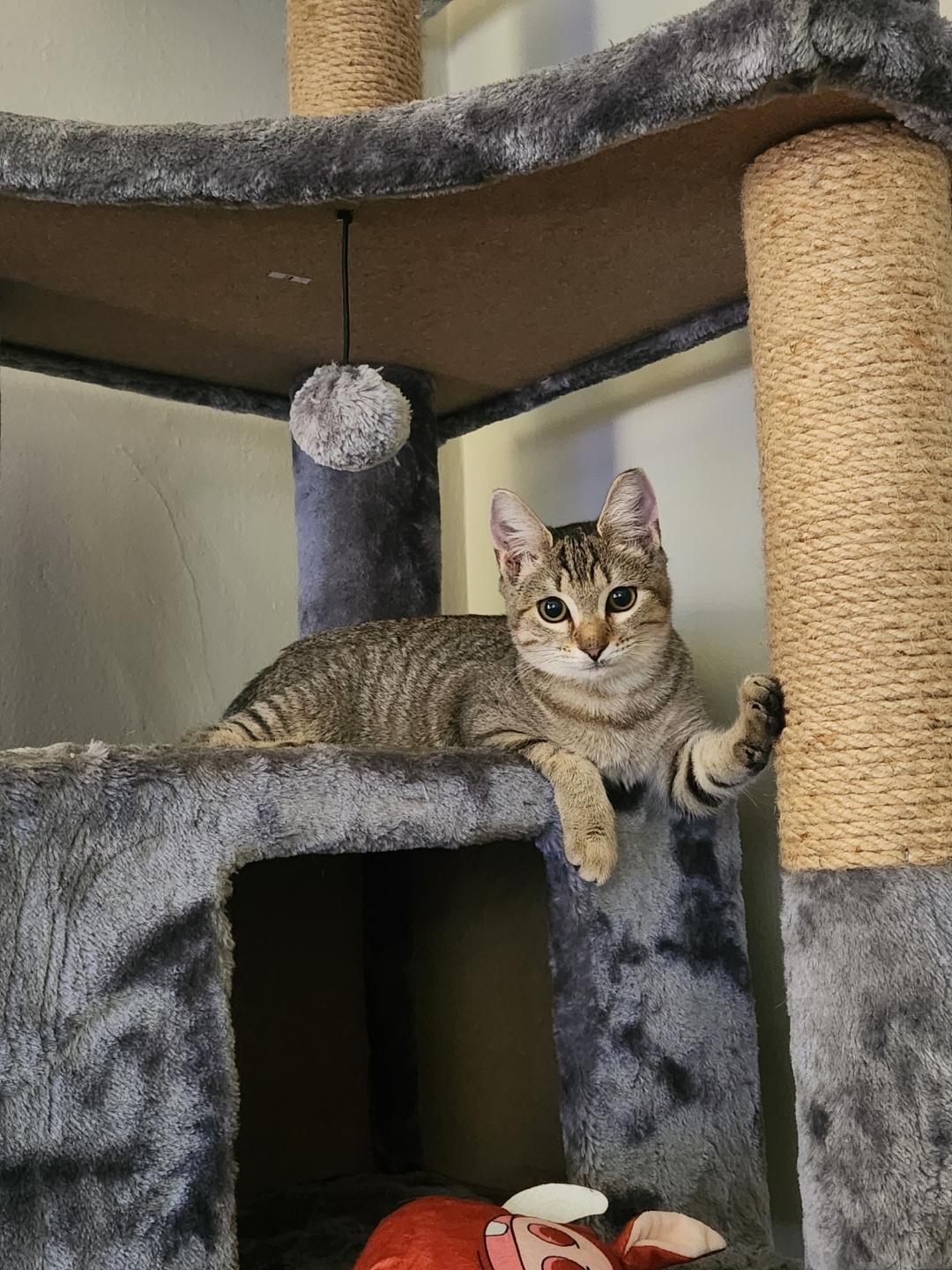 Hula, a Adoptable Domestic Short Hair in Rochester, NY image 5/5