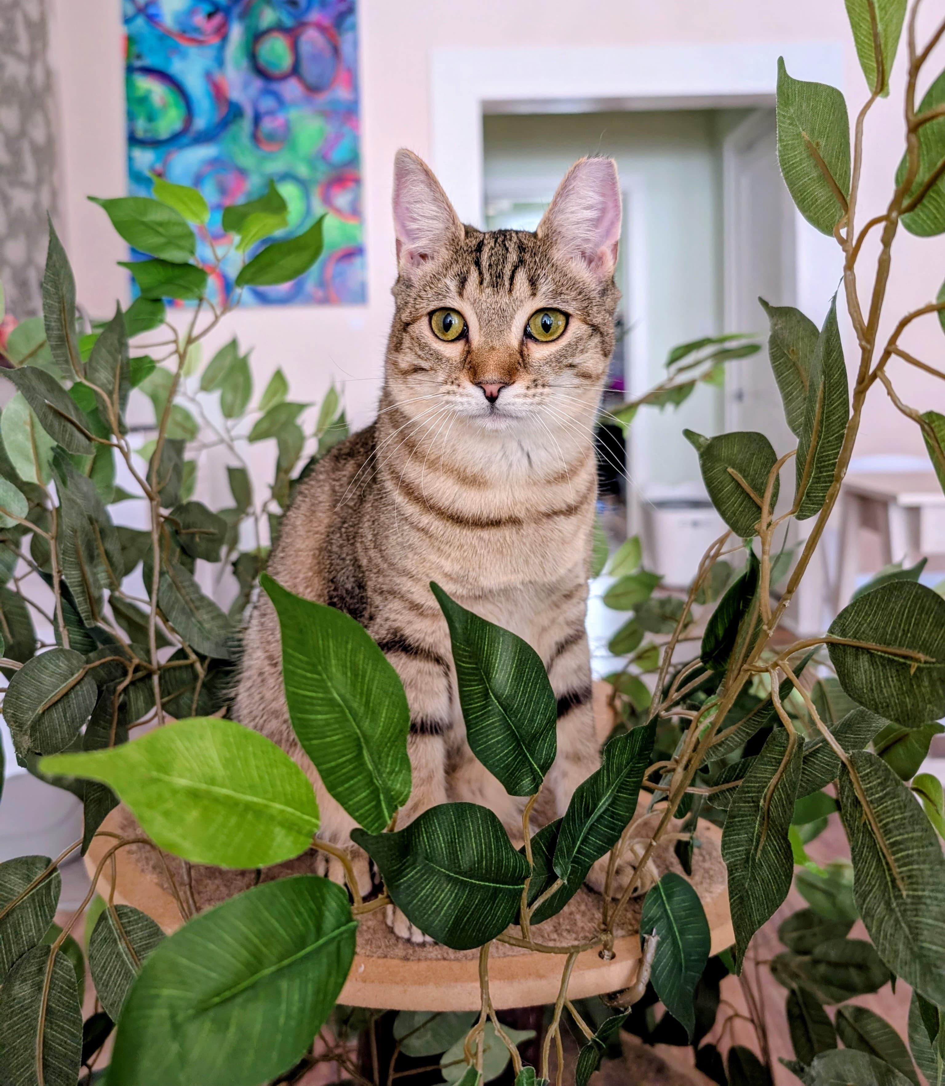 Hula, adoptable, Young Female Domestic Short Hair.