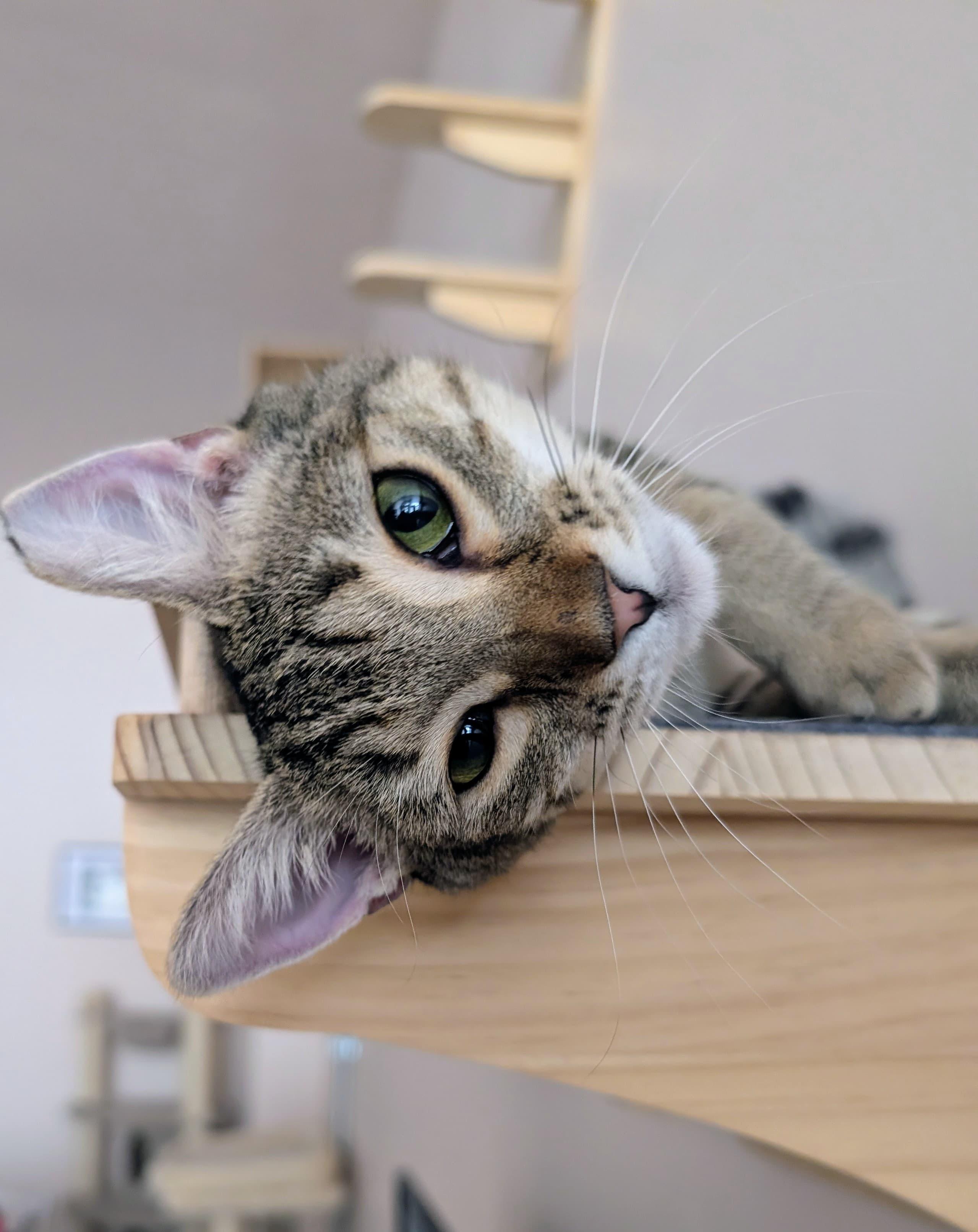 Enlarge Hula, an adoptable Domestic Short Hair in Rochester, NY image 4/6