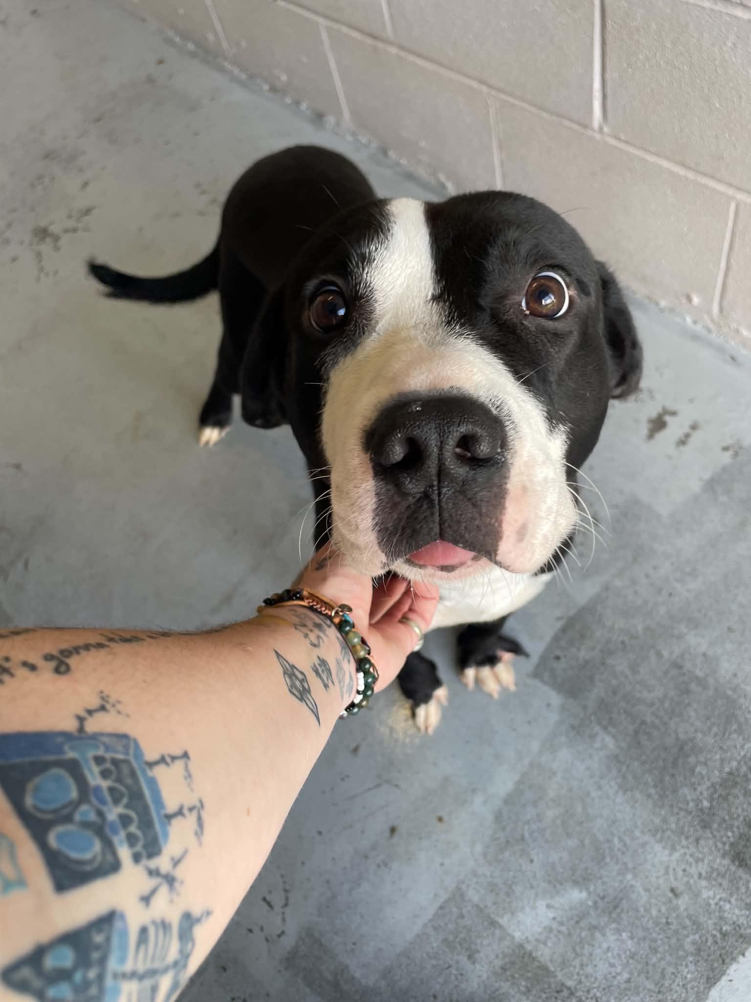 Enlarge Dumpy, a ADOPTABLE Pit Bull Terrier in Bishopville, SC image 1/1
