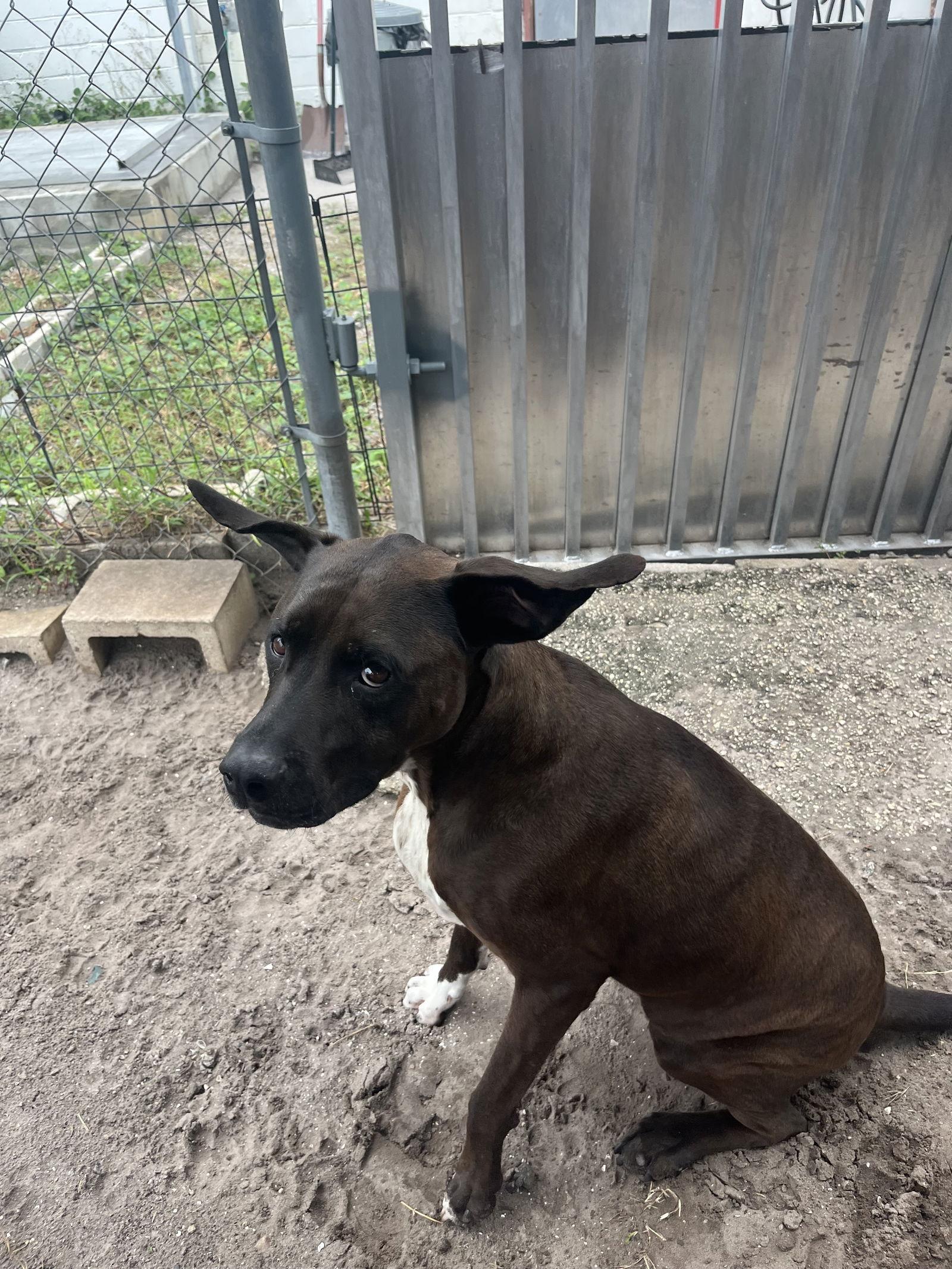 Enlarge Duke FKA Thunder, a Adoptable mixed breed in Sanford, FL image 1/3