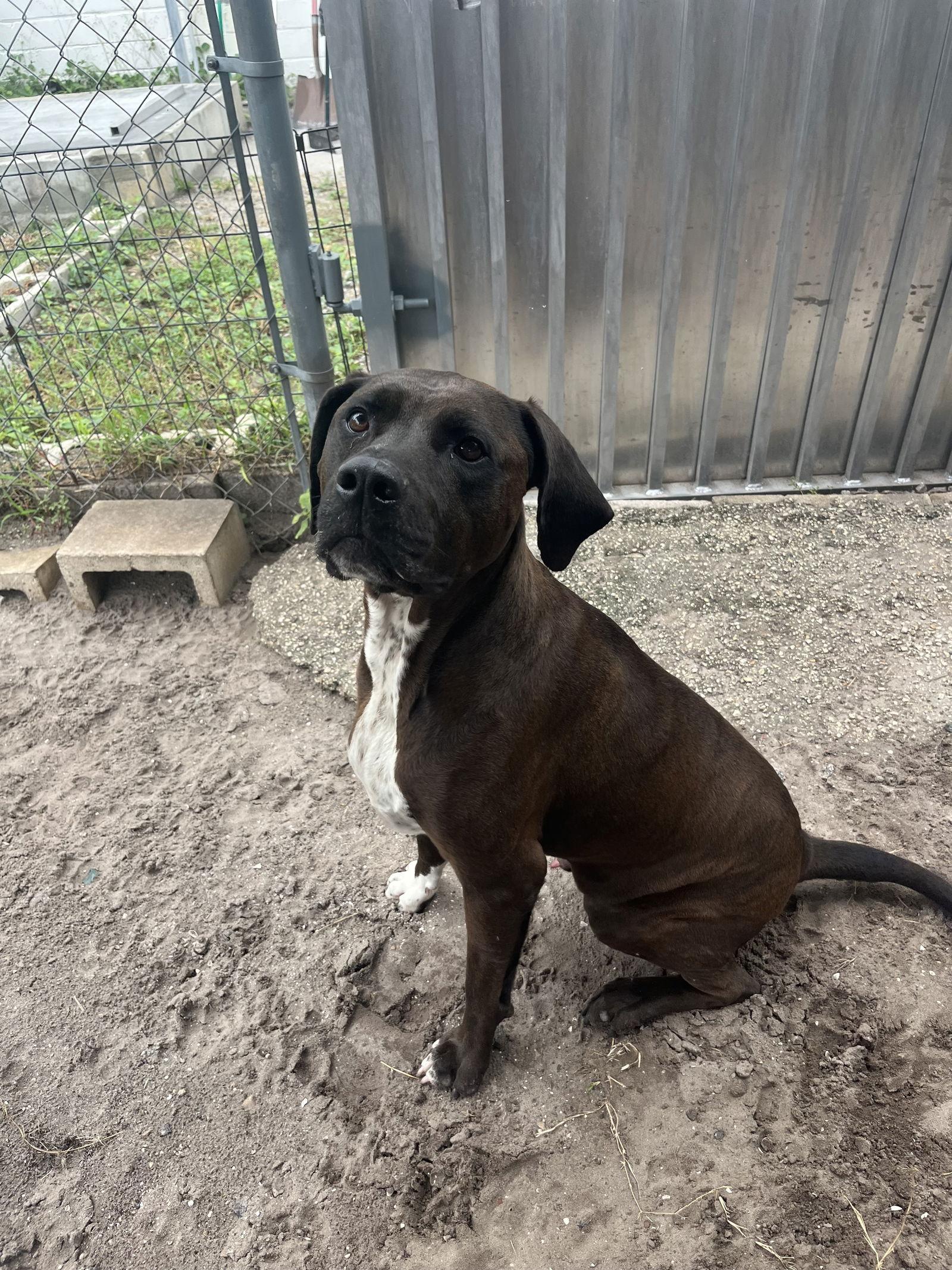 Enlarge Duke FKA Thunder, a Adoptable mixed breed in Sanford, FL image 2/3