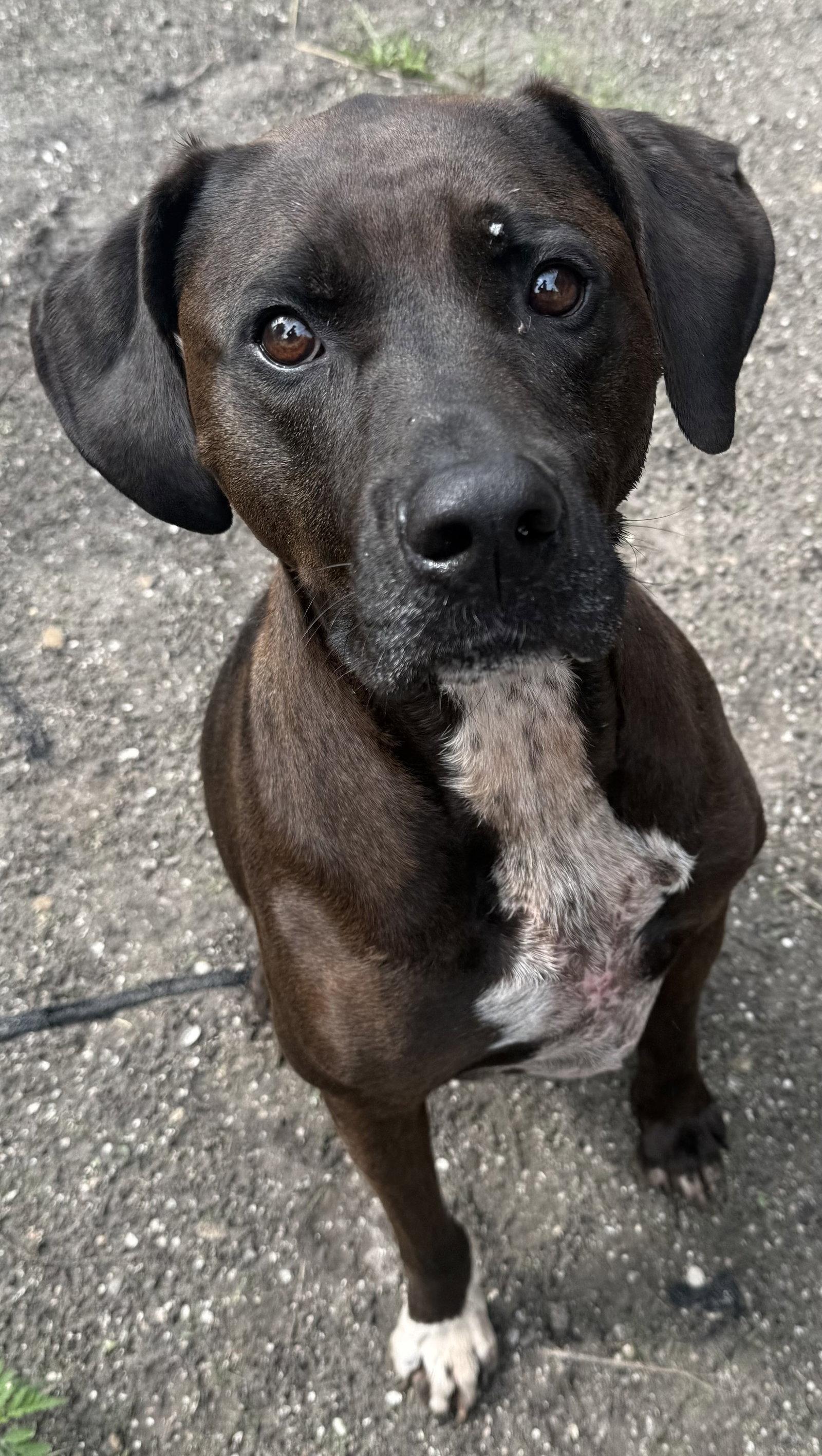Enlarge Duke, a Adoptable mixed breed in Sanford, FL image 3/3