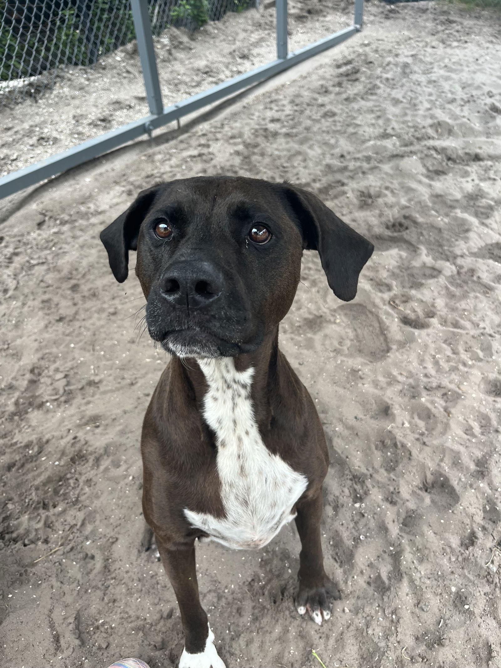 Enlarge Duke FKA Thunder, a Adoptable mixed breed in Sanford, FL image 3/3