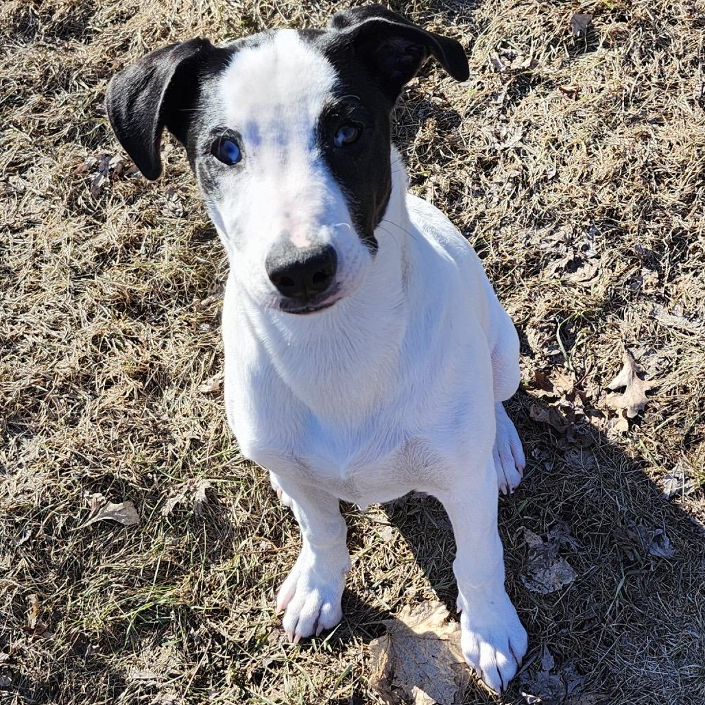 Maple, Adoptable, Puppy Female Mixed Breed.