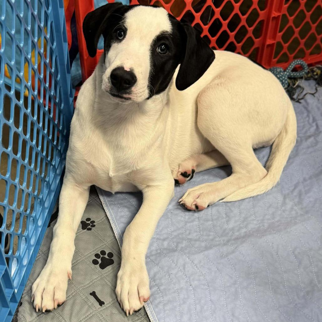 Enlarge Maple, a Adoptable Mixed Breed in Big Lake, MN image 2/6