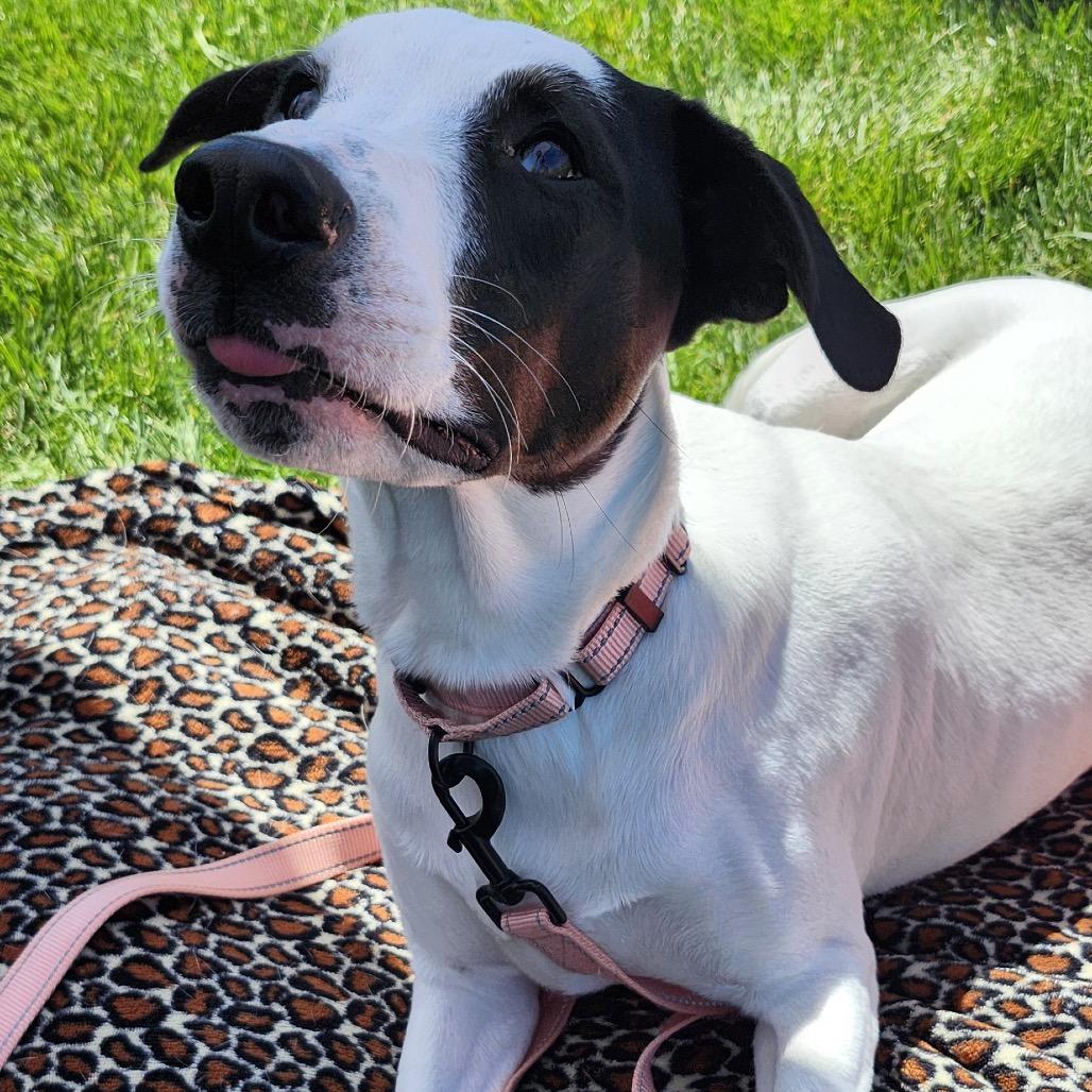 Maple, a Adoptable Mixed Breed in Big Lake, MN image 1/6