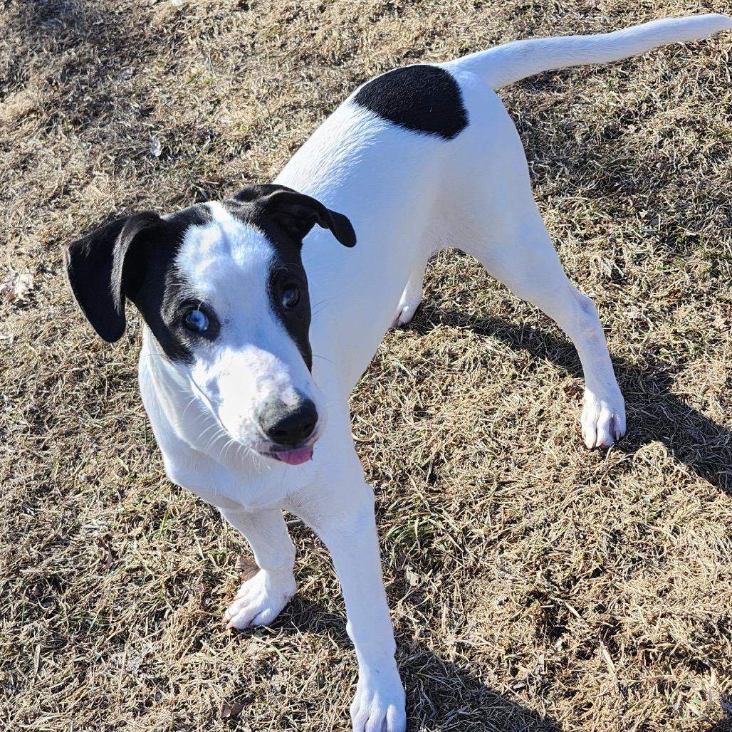 Enlarge Maple, a Adoptable Mixed Breed in Big Lake, MN image 3/6