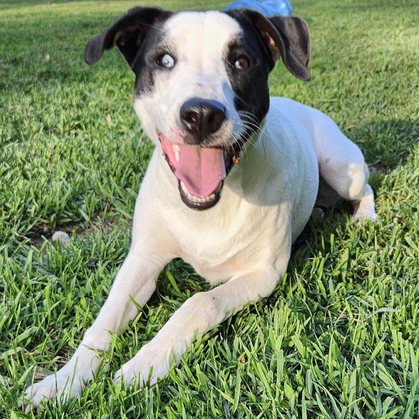 Enlarge Maple, a Adoptable Mixed Breed in Big Lake, MN image 2/6