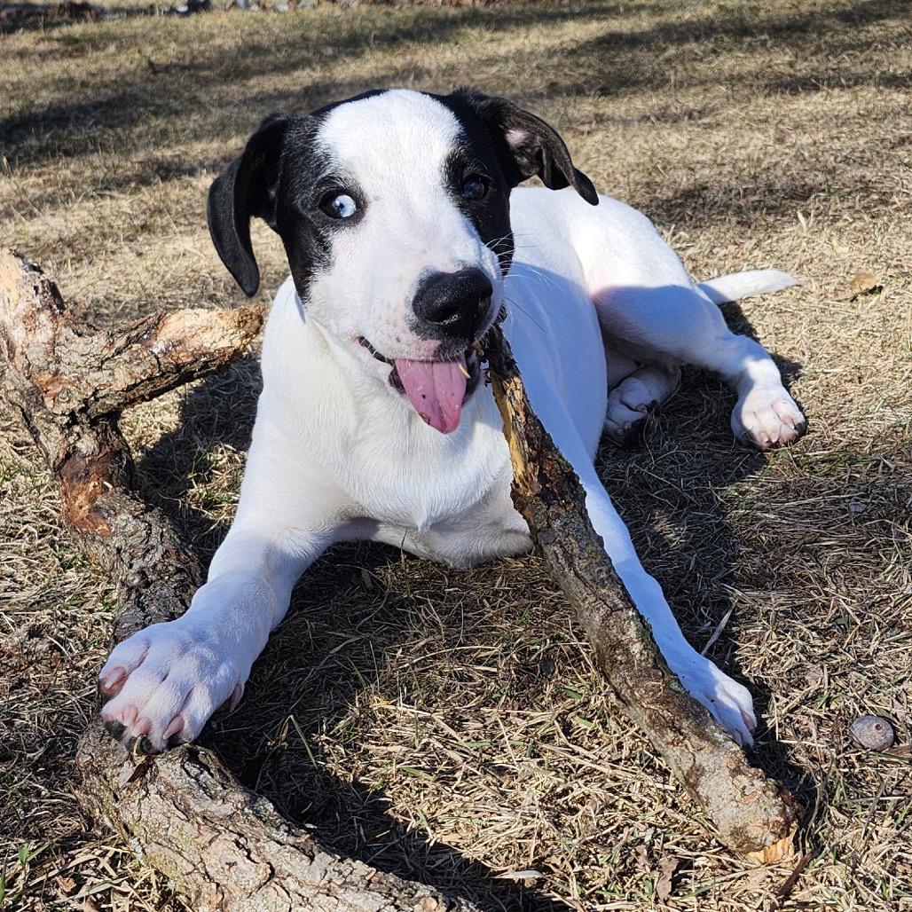 Enlarge Maple, a Adoptable Mixed Breed in Big Lake, MN image 3/6
