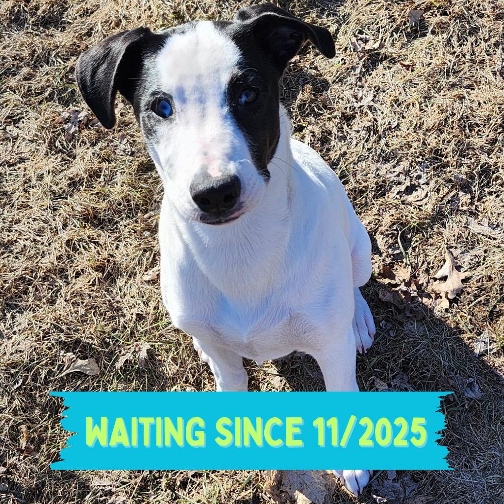 Maple, Adoptable, Young Female Mixed Breed.