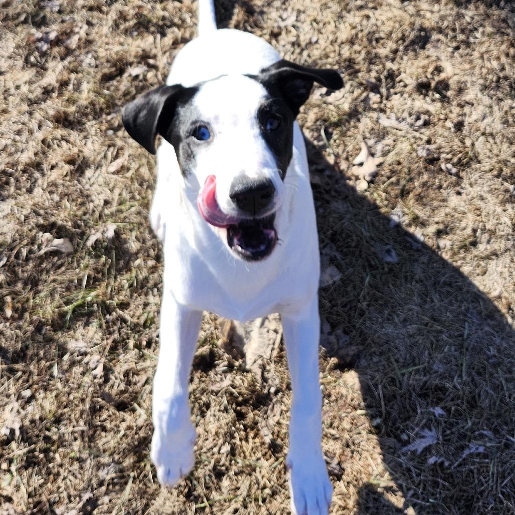 Enlarge Maple, a Adoptable Mixed Breed in Big Lake, MN image 4/6
