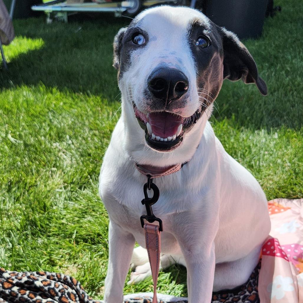 Maple, a Adoptable Mixed Breed in Big Lake, MN image 4/6