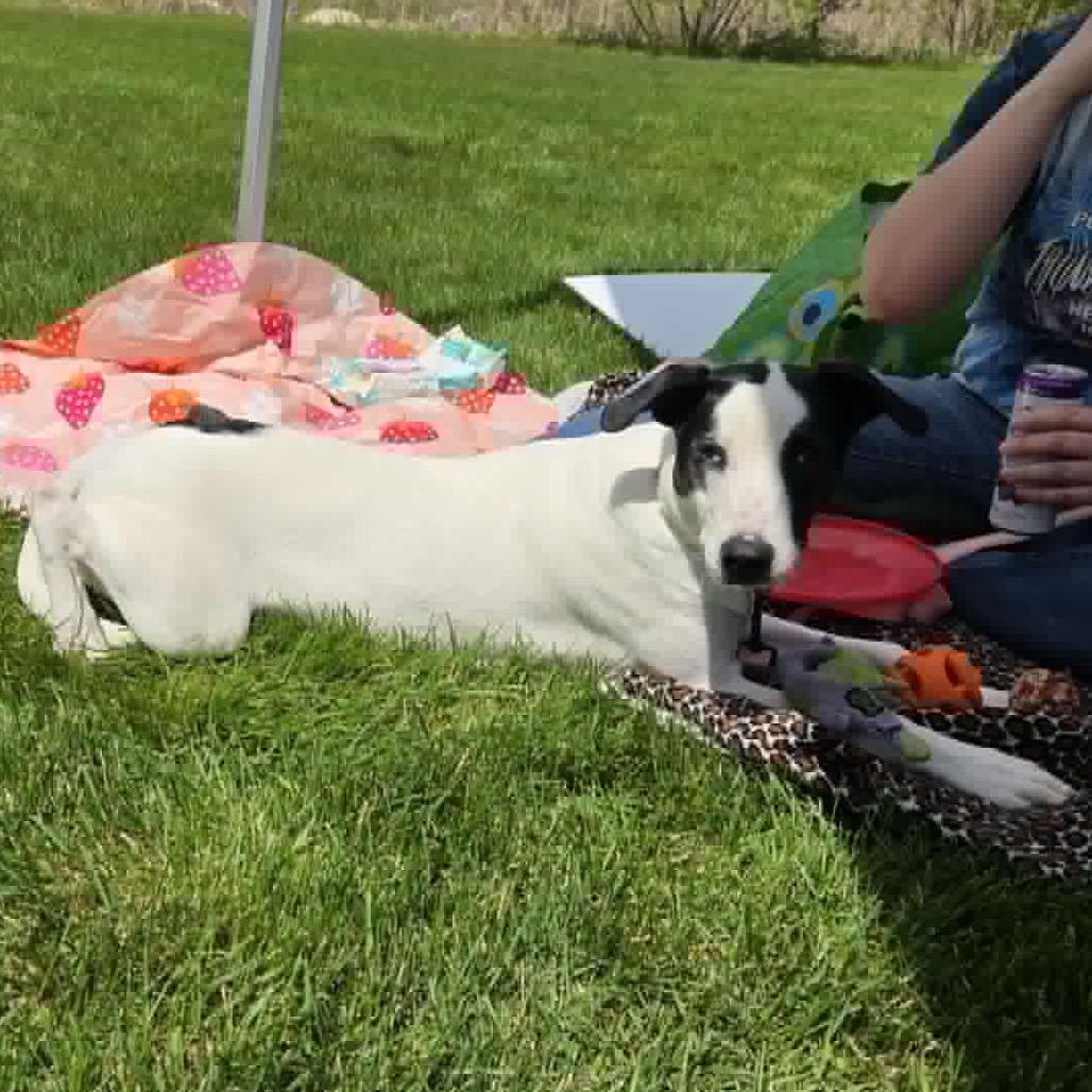 Enlarge Maple, a Adoptable Mixed Breed in Big Lake, MN image 5/6