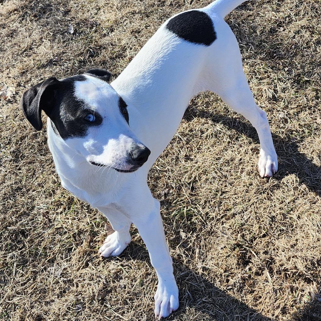 Enlarge Maple, a Adoptable Mixed Breed in Big Lake, MN image 4/6