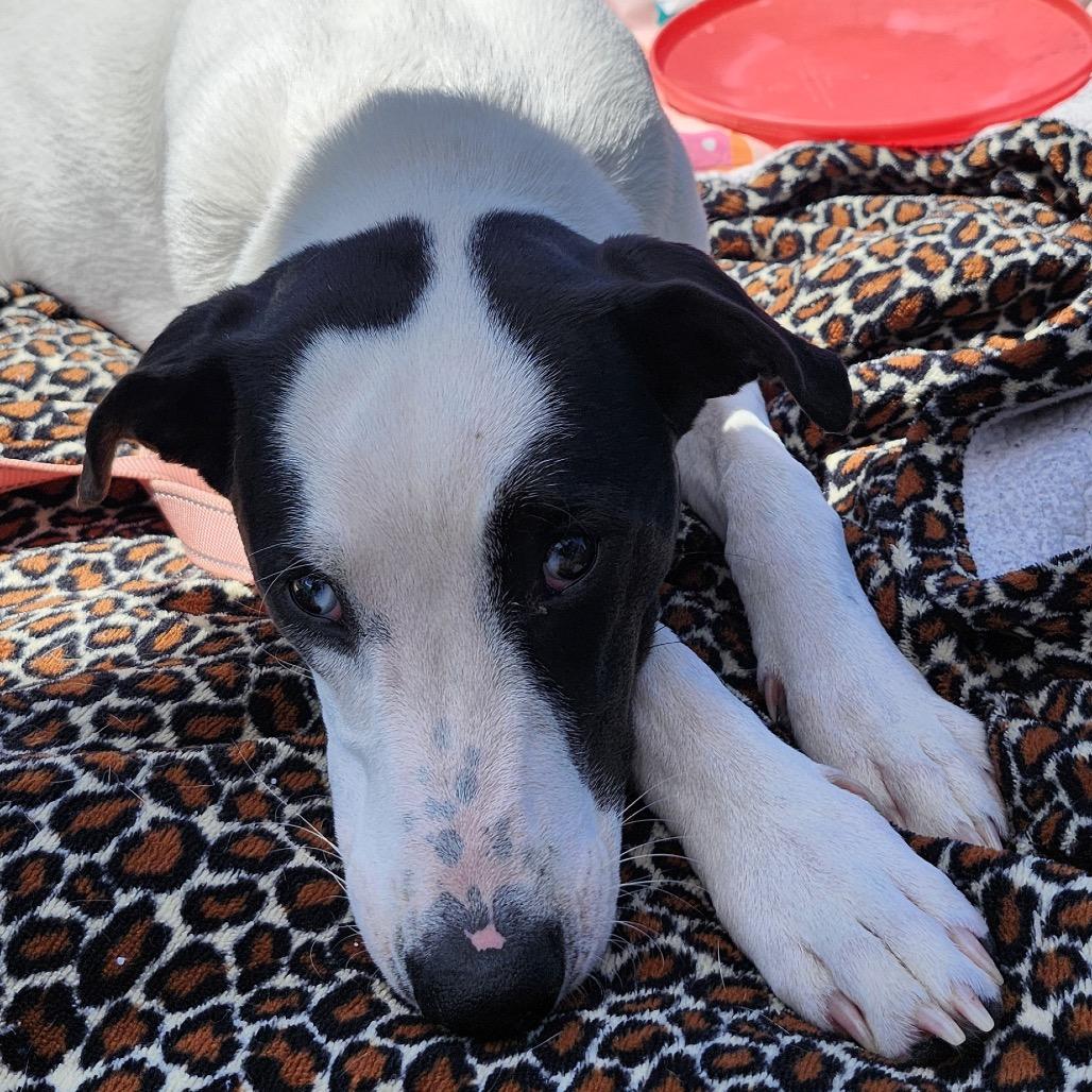 Enlarge Maple, a Adoptable Mixed Breed in Big Lake, MN image 5/6