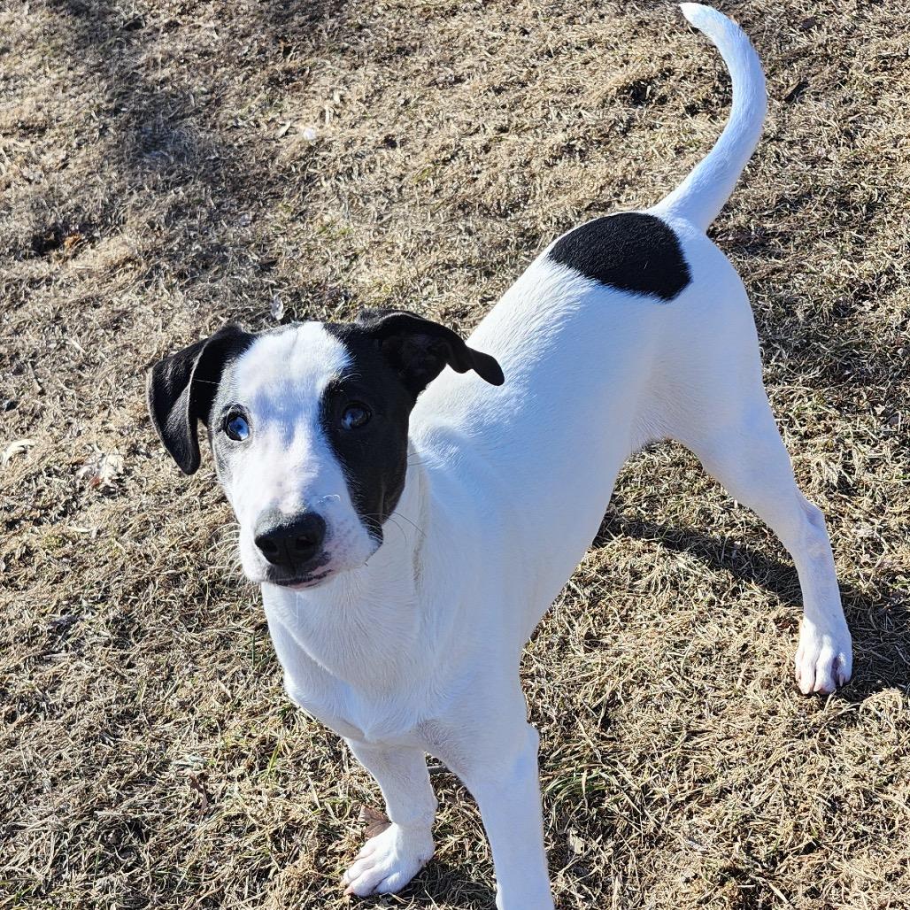 Enlarge Maple, a Adoptable Mixed Breed in Big Lake, MN image 5/6