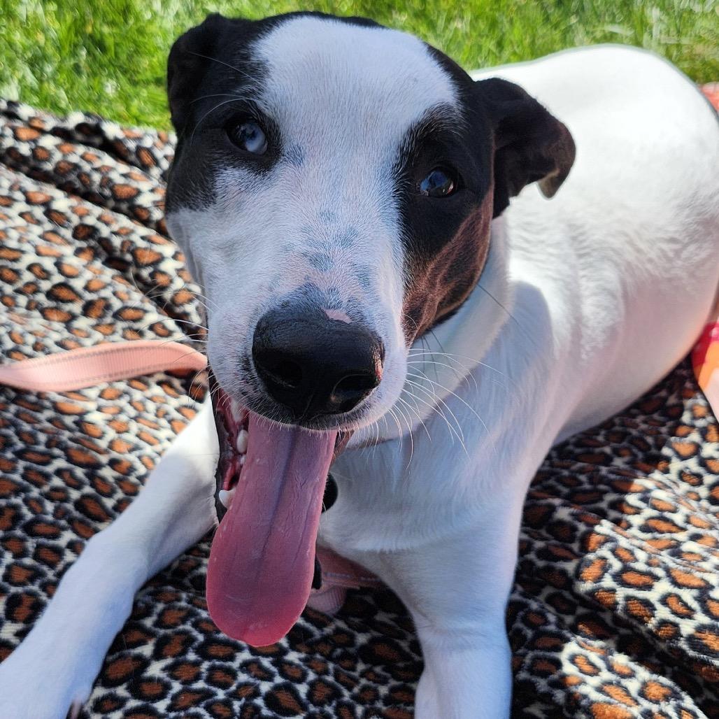 Enlarge Maple, a Adoptable Mixed Breed in Big Lake, MN image 6/6