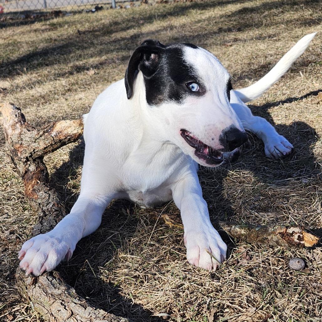 Enlarge Maple, a Adoptable Mixed Breed in Big Lake, MN image 6/6