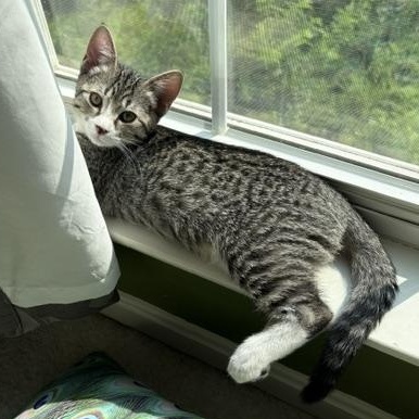 Enlarge Lexi, a Adoptable Domestic Short Hair in Baltimore, MD image 2/5