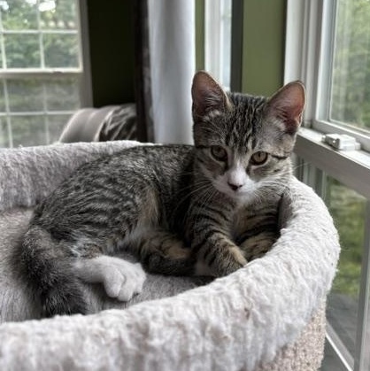 Enlarge Lexi, a Adoptable Domestic Short Hair in Baltimore, MD image 4/5