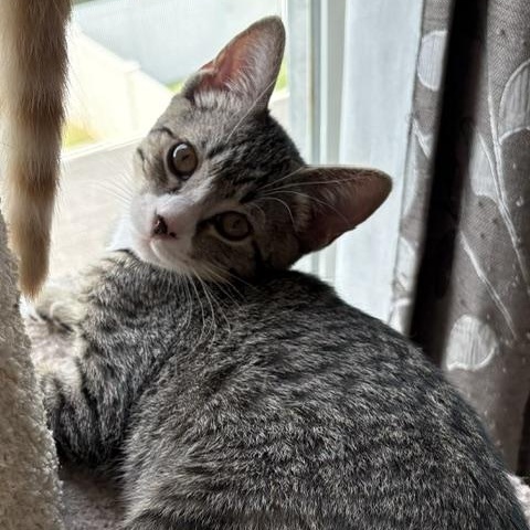 Enlarge Lexi, a Adoptable Domestic Short Hair in Baltimore, MD image 3/5