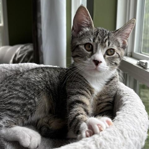 Enlarge Lexi, a Adoptable Domestic Short Hair in Baltimore, MD image 1/5